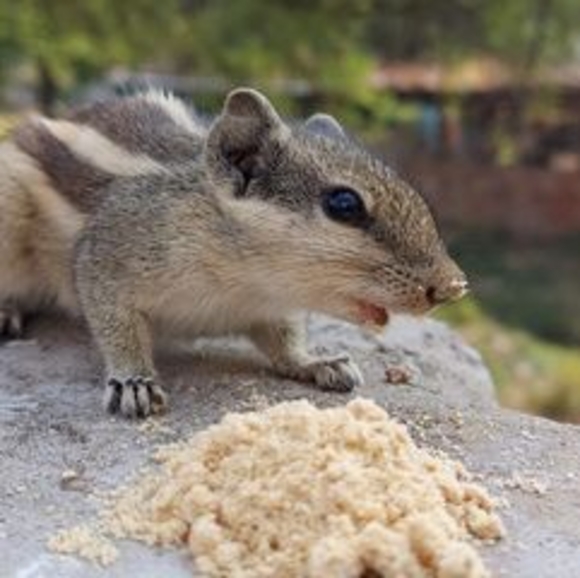 Meet your Posher, Anamika - Picture 1 of 1